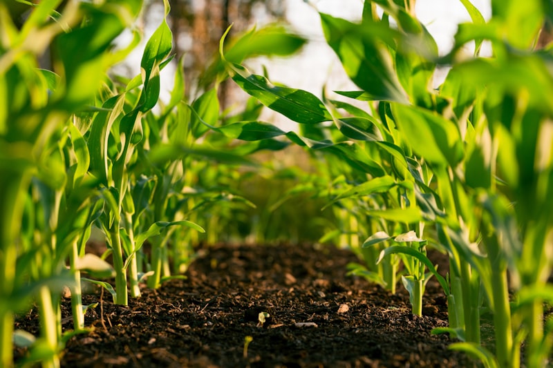 IKI Climate Resilience Program